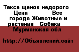 Такса щенок недорого › Цена ­ 15 000 - Все города Животные и растения » Собаки   . Мурманская обл.